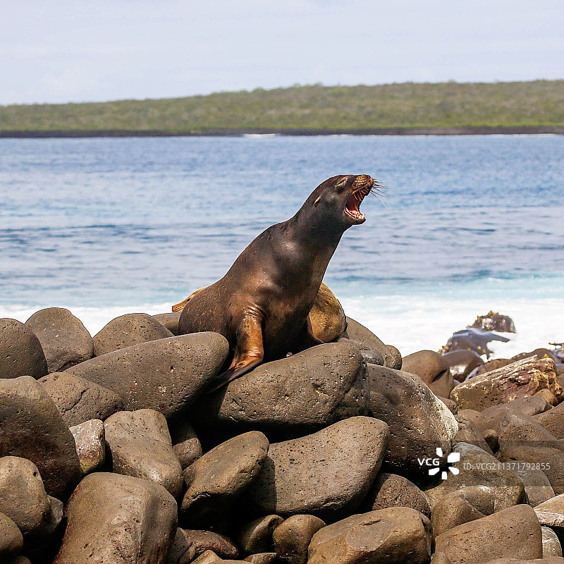 加拉帕戈斯企鹅换羽，海豹在厄瓜多尔基多海滩岩石上的特写图片素材