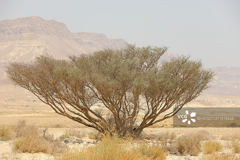 以色列内盖夫沙漠的岩石丘陵图片素材