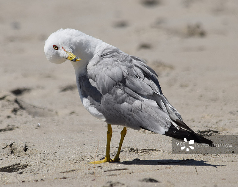 靠近海鸥栖息在沙滩上，威尔斯海滩，美国，美国图片素材