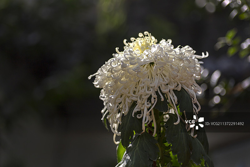 白色菊花在黑色背景下特写图片素材