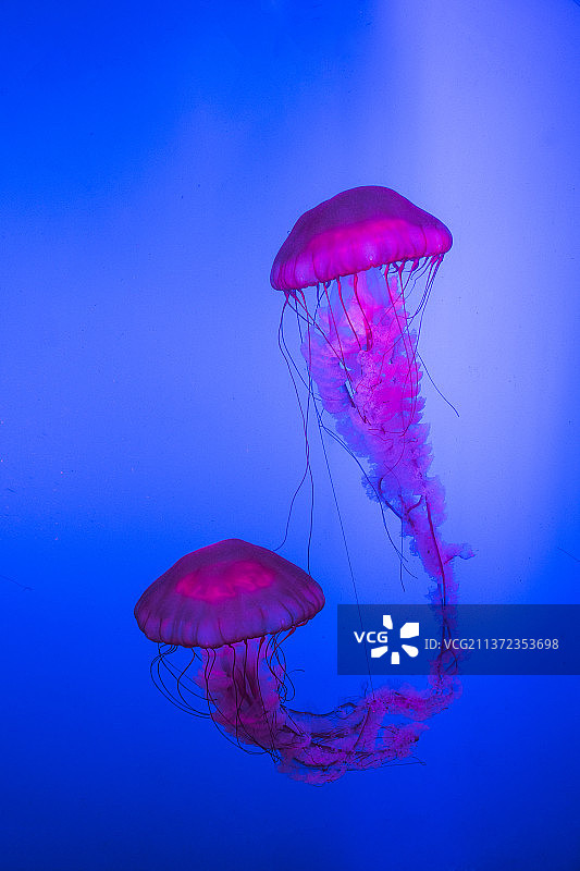 南京海底世界水母馆粉色的太平洋海刺水母图片素材