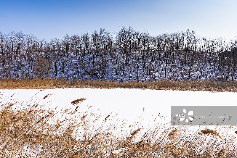 冬天白雪覆盖的湿地公园景色图片素材