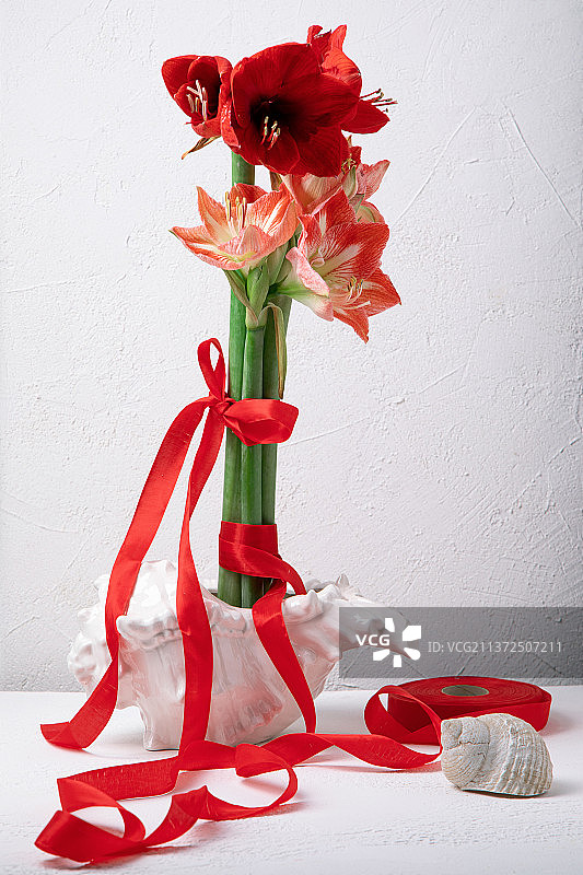 红色的孤挺花在贝壳花瓶上的白色背景图片素材