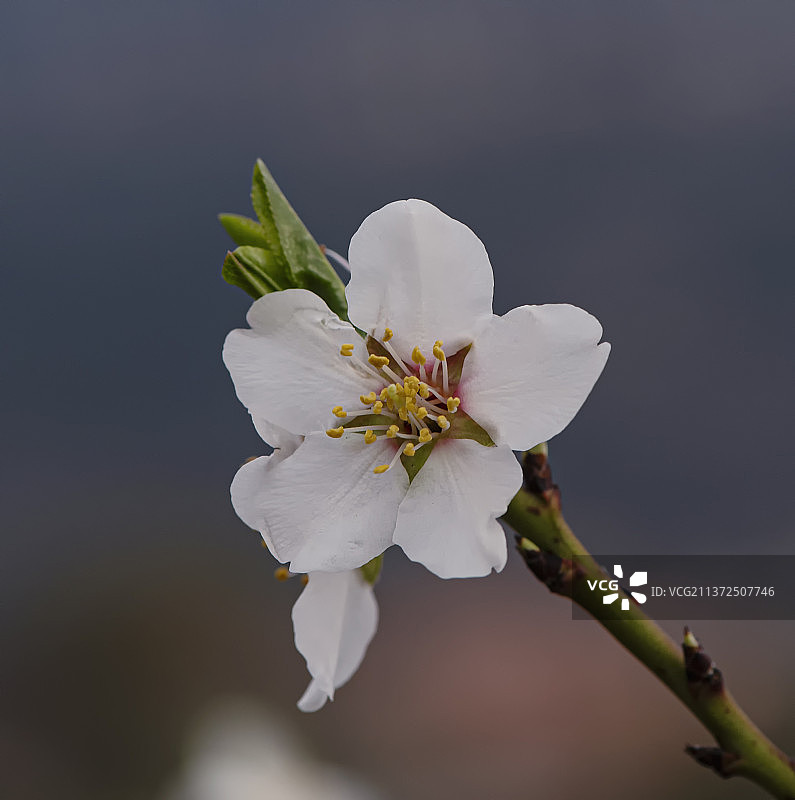 杏花，白色樱花特写，以色列图片素材