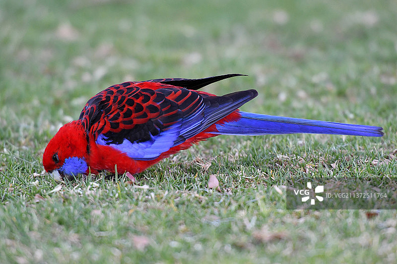 深红的罗塞拉拉拉明顿国家Pk Qld，澳大利亚，鹦鹉栖息在草地上的特写，雪松溪，昆士兰图片素材