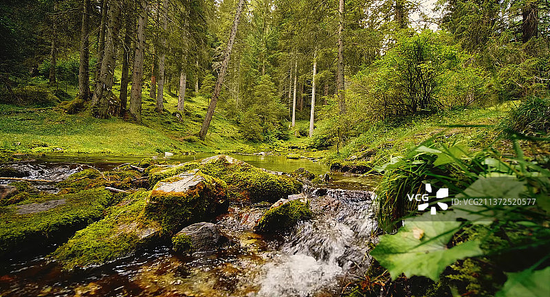 溪流在森林中流动的风景图片素材