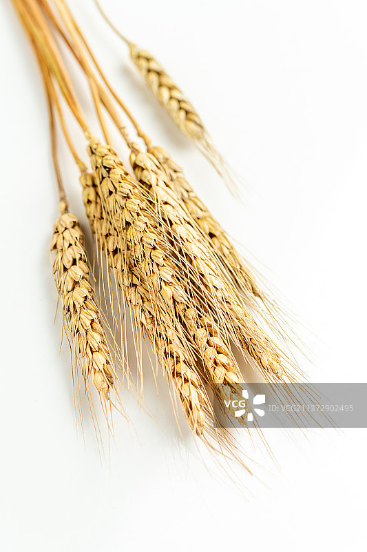 小麦麦子麦穗特写白色背景图片素材