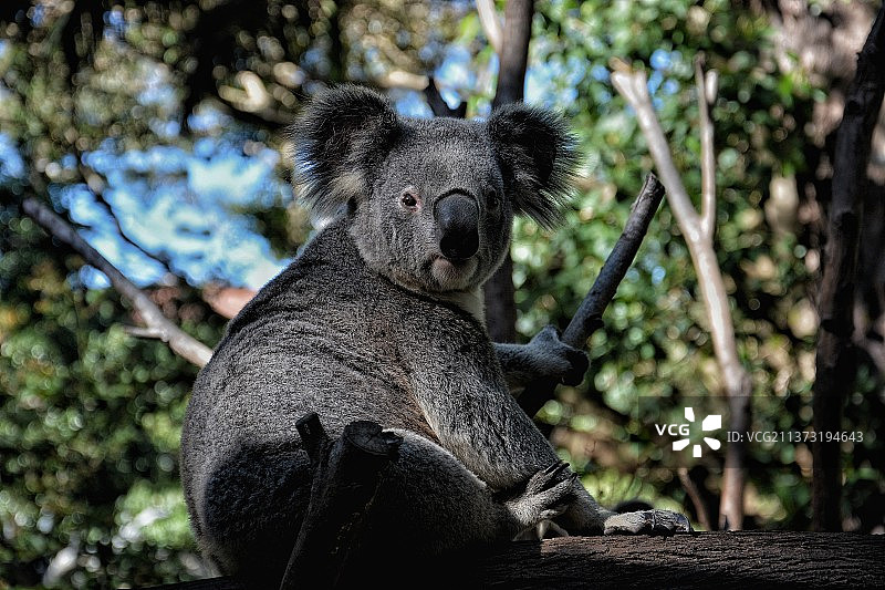 考拉熊，熊坐在树上的特写，可伦宾野生动物保护区，澳大利亚图片素材