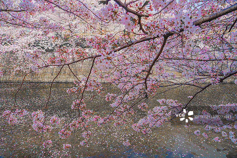 目黑江的樱花盛开图片素材