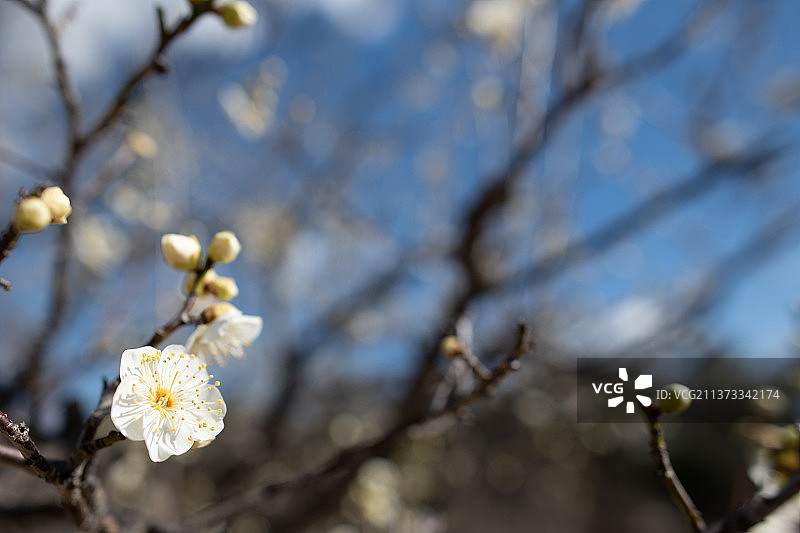 梅花，树上樱花的特写图片素材