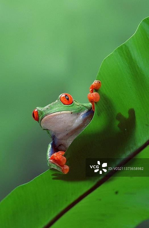 红眼树蛙(Agalychnis callidryas)，雌性图片素材
