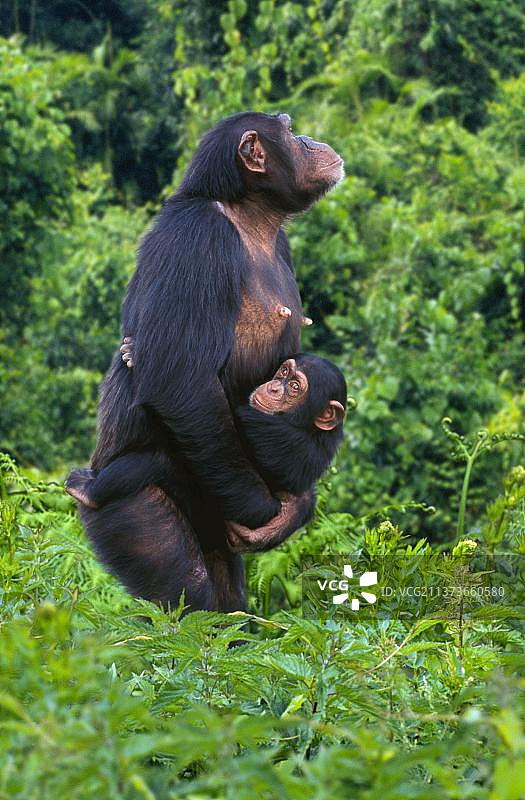 黑猩猩，雌性携带普通黑猩猩(Pan troglodytes)，黑猩猩，雌性携带幼仔，侧面，侧面图片素材