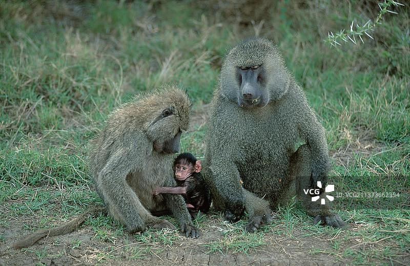 阿努比斯狒狒(Papio Anubis)，与幼崽配对，桑布鲁野生动物保护区，橄榄狒狒(Papio cynocephalus Anubis)，橄榄狒狒，与幼崽配对，桑布鲁野生动物保护区，肯尼亚，非洲图片素材