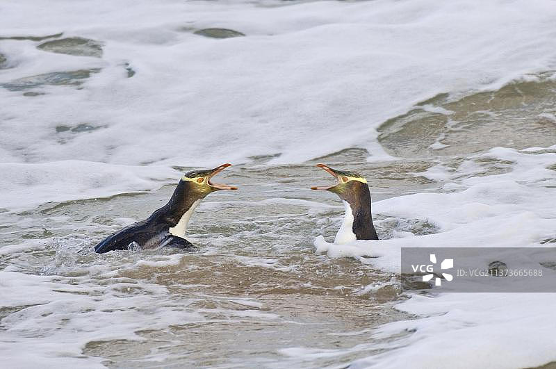 两只成年企鹅，在大洋洲，南岛，新西兰，奥阿马鲁的海中搏斗图片素材