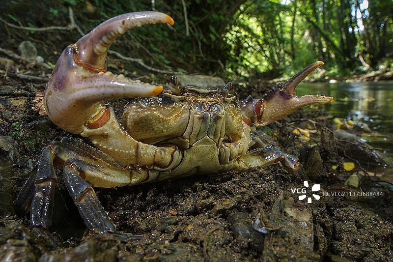 欧洲，意大利托斯卡纳，淡水蟹(Potamon fluviatilis)成年，爪抬起，在河流栖息地展示防御姿势图片素材