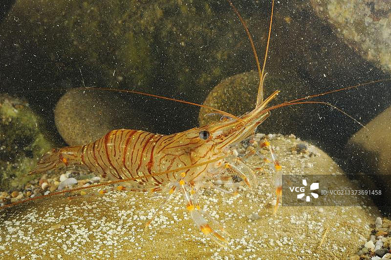 普通大虾(Palaemon serratus)成年，在岩石水下，意大利，欧洲图片素材