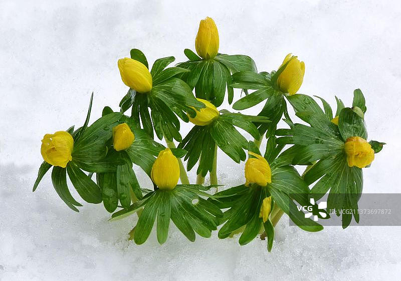 开花的冬季乌头(Eranthis hyemalis)在雪中出现，莱斯特郡，英格兰，英国，欧洲图片素材