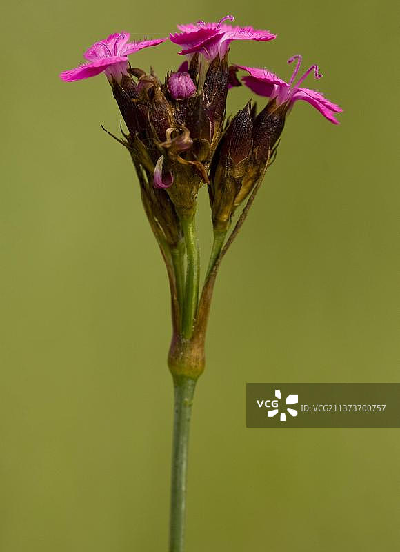 木粉，康乃馨科，Carthusian pink(石竹)开花，罗马尼亚，欧洲图片素材