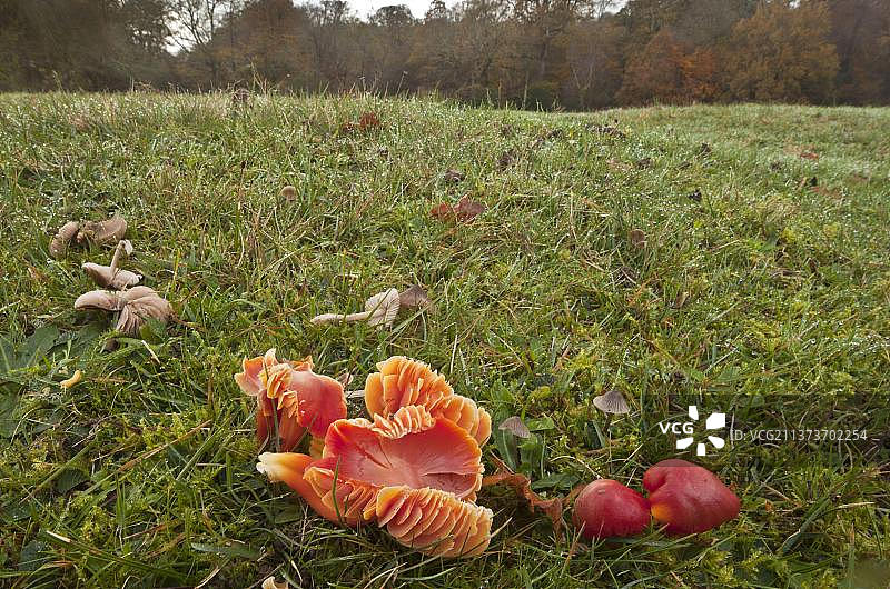 猩红蜡冠(湿孢球菌)子实体，生长在古老的放牧草原栖息地，埃莫里Down，新森林，汉普郡，英格兰，英国，欧洲图片素材