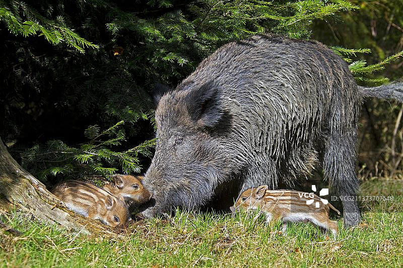 野猪(Sus scrofa)，猪，猪，有蹄类，偶蹄类，哺乳动物，野生动物，春天在森林中觅食的野猪母猪和小猪图片素材