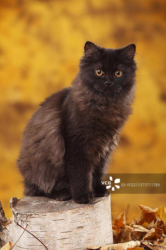 英国长毛猫，6个月，黑色，苏格兰高地，低地，不列颠，BLH，黑色图片素材