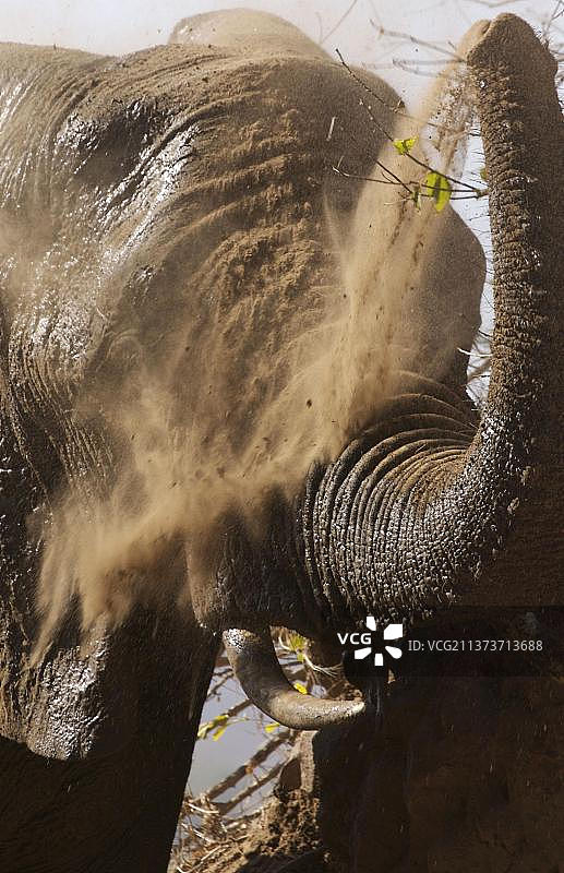 非洲象大象，大象，哺乳动物，动物成年大象，头的特写，克鲁格N. P.普马兰加，南非，灰尘浴，非洲图片素材