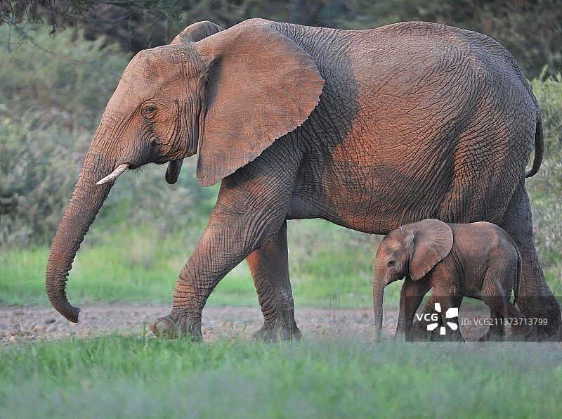 非洲，南非，西北部省份，在傍晚的阳光下，一头成年母象带着小象在低地行走图片素材