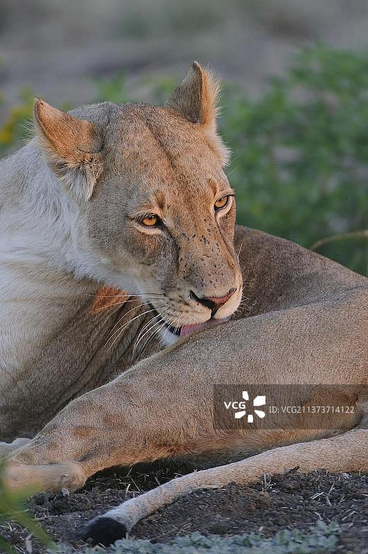 狮子生态位狮子，野生狮子，狮子(Panthera leo)，大型猫科动物，捕食者，哺乳动物，成年雌性狮子，用舌头梳毛，Mashatu野生动物保护区，图里街区，博茨瓦纳，非洲图片素材
