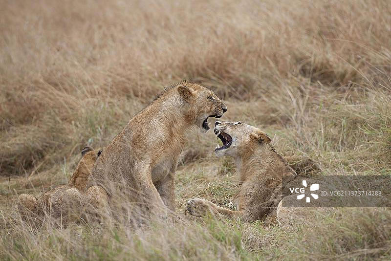 非洲狮，狮子，食肉动物，哺乳动物，马赛马赛狮(Panthera leo nubica)未成熟雄性，嬉戏斗殴，马赛马拉，肯尼亚，非洲图片素材