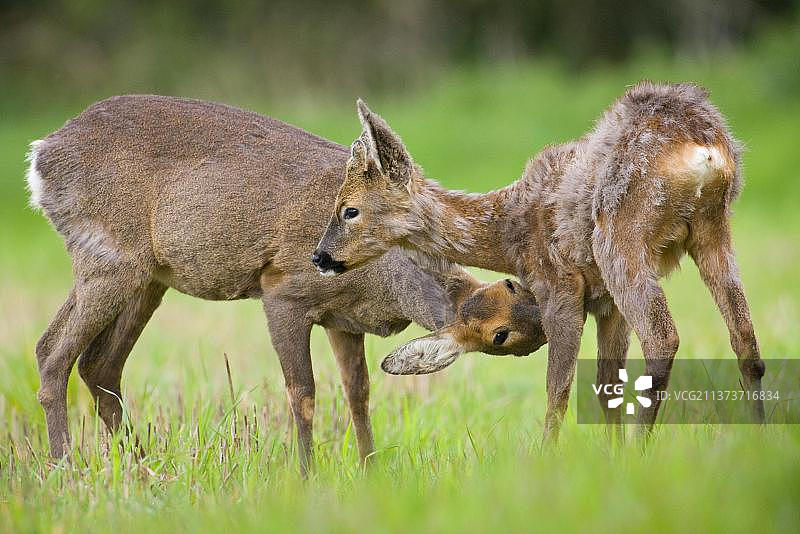 英国，欧洲，英国牛福德郡，长着小雄鹿的母鹿，站在休耕地的边缘图片素材