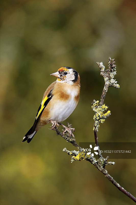 年轻的欧洲金翅雀(金翅雀)换羽成成年羽毛，坐在树枝上，英国，沃里克郡，英国，欧洲图片素材