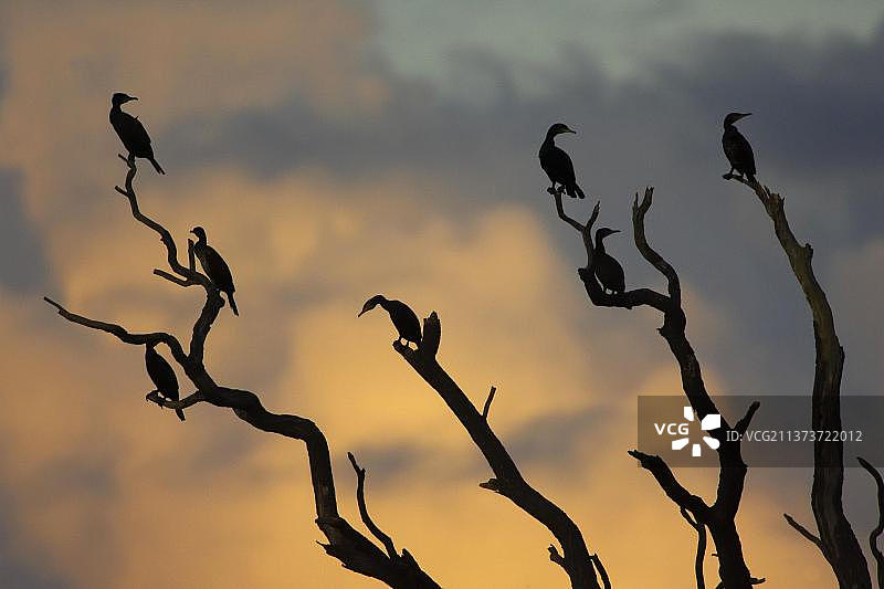 一群大鸬鹚(Phalacrocorax carbo)的剪影在光秃秃的树枝在日落，沃里克郡，英国，冬天图片素材