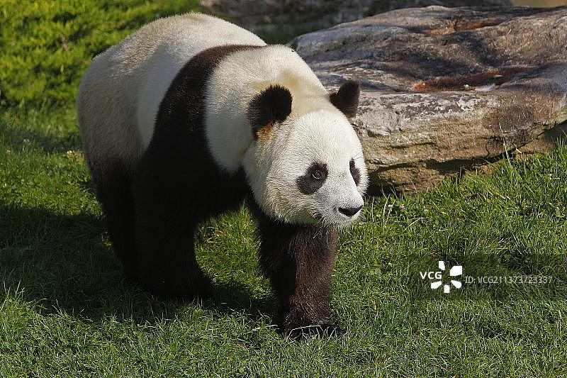 大熊猫，竹熊，大熊猫(ailuropoda melanoleuca)，竹熊，小熊，食肉动物，哺乳动物，动物，大熊猫图片素材