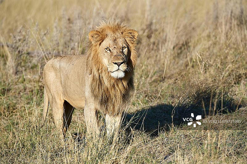 非洲大草原的非洲狮的肖像(Panthera leo)奥卡万戈三角洲，莫雷米猎物保护区，博茨瓦纳，非洲图片素材