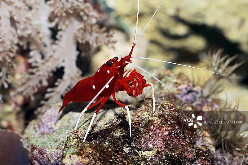火虾，猩红色清洁虾(Lysmata debelius)，血虾，火清洁虾，血红色火虾图片素材