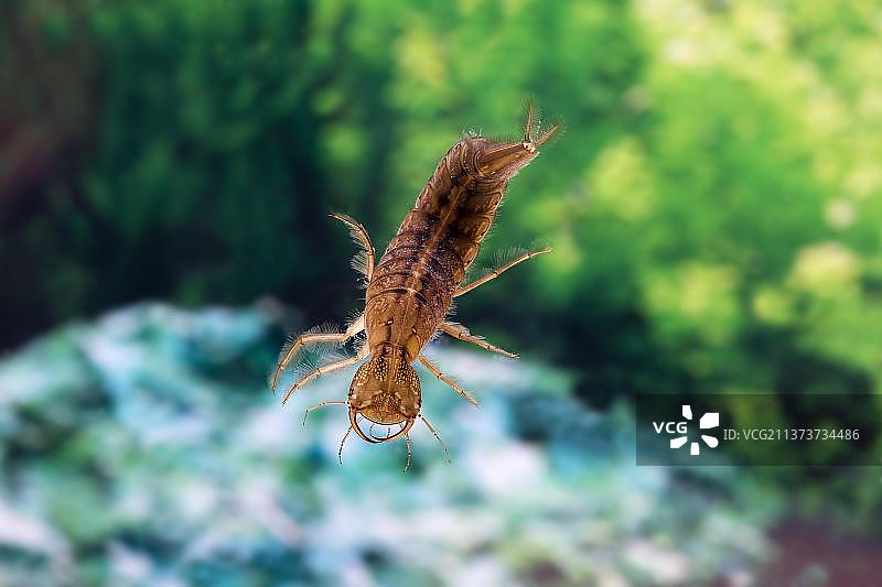 大型潜水甲虫(dytiscus marginalis)，水中幼虫，诺曼底图片素材