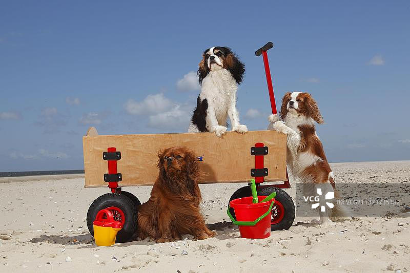 骑士查理国王猎犬，布伦海姆，红宝石和三色，在海滩上，特塞尔岛，荷兰，手推车图片素材