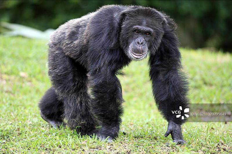 黑猩猩(类人猿)，雄性图片素材