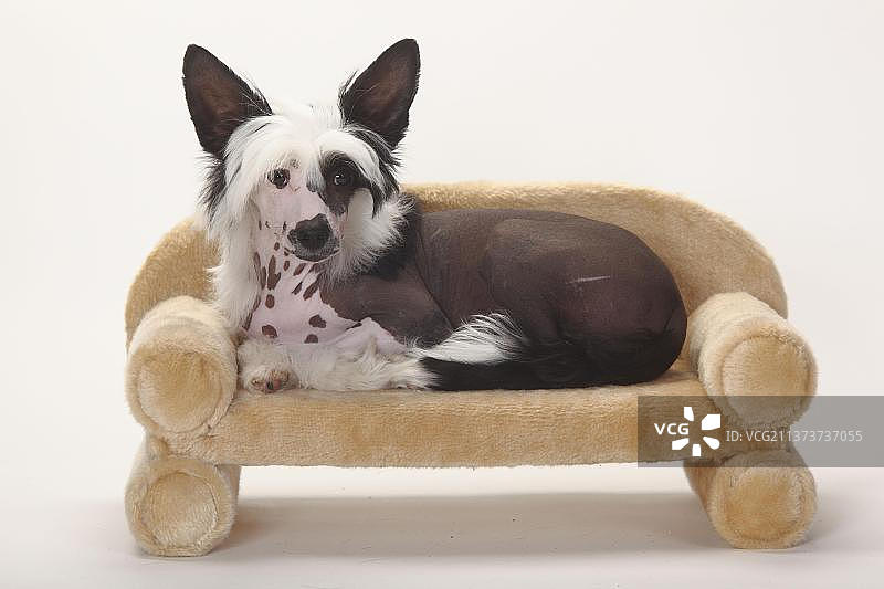 中国冠毛犬，无毛，幼犬，雄性，4个月，沙发，沙发图片素材