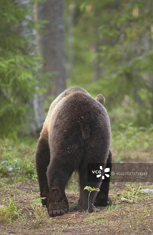 欧洲棕熊(Ursus arctos)，欧洲棕熊，熊，捕食者，哺乳动物，动物，欧洲棕熊成年行走在云杉森林，后视镜，Suomussalmi，芬兰东部，au图片素材