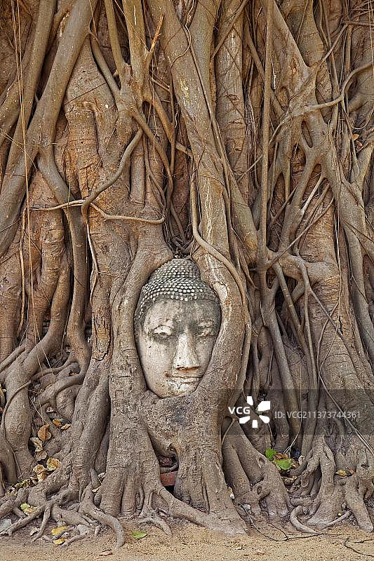 在亚洲泰国的大城府历史公园，佛陀的头嵌在一棵菩提树的根部图片素材