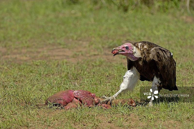 成年秃鹰(Necrosyrtes monachus)，繁殖羽毛，以腐肉为食，马赛马拉，肯尼亚，非洲图片素材