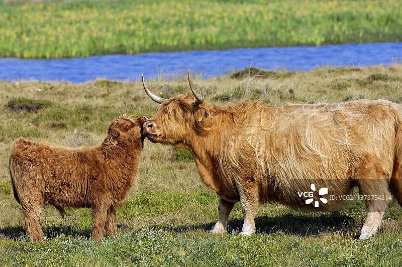 苏格兰高地牛，带小牛，特塞尔，荷兰图片素材