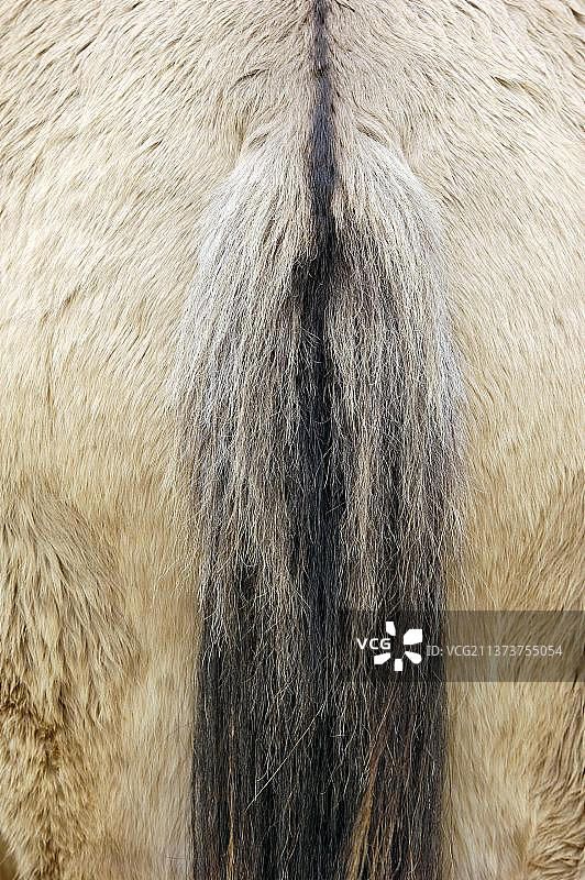 决斗的野马，后腿和尾巴图片素材