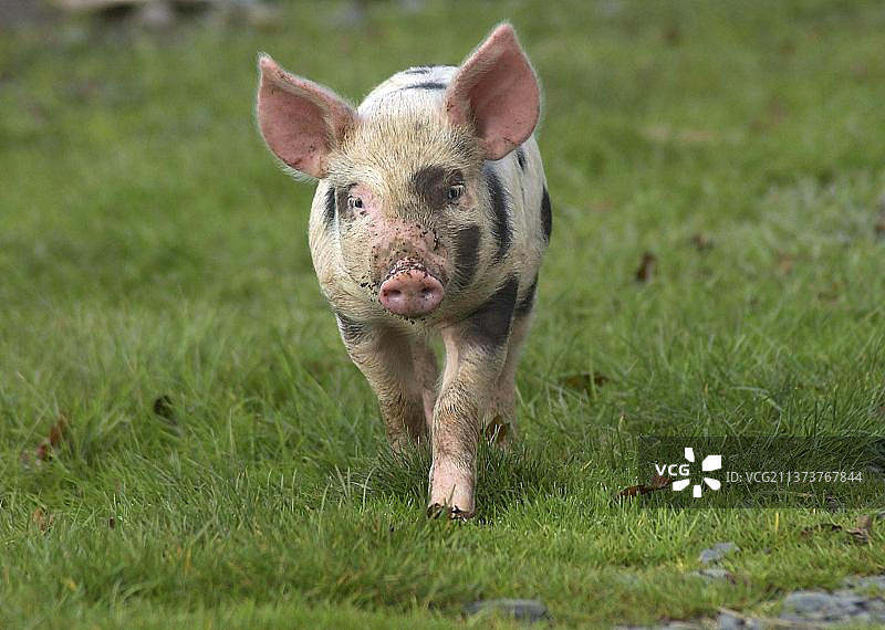家猪，格洛斯特老斑小猪，草地上散步，英格兰，英国，欧洲图片素材