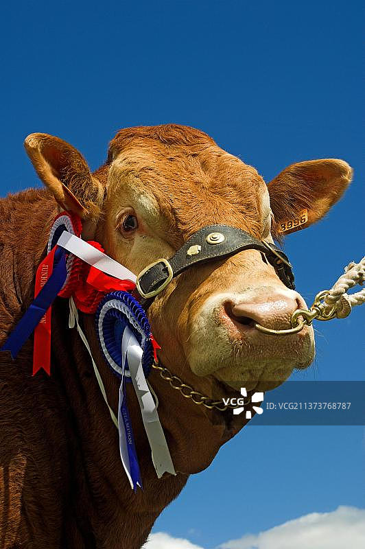 家畜，利木赞牛，在展览上笼头冠军，特写镜头，苏格兰，英国，欧洲图片素材