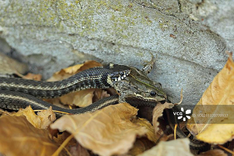 草蛇(Natrix Natrix)条纹形式，成年，以沼泽蛙(Rana ridibunda)为食，保加利亚，欧洲图片素材