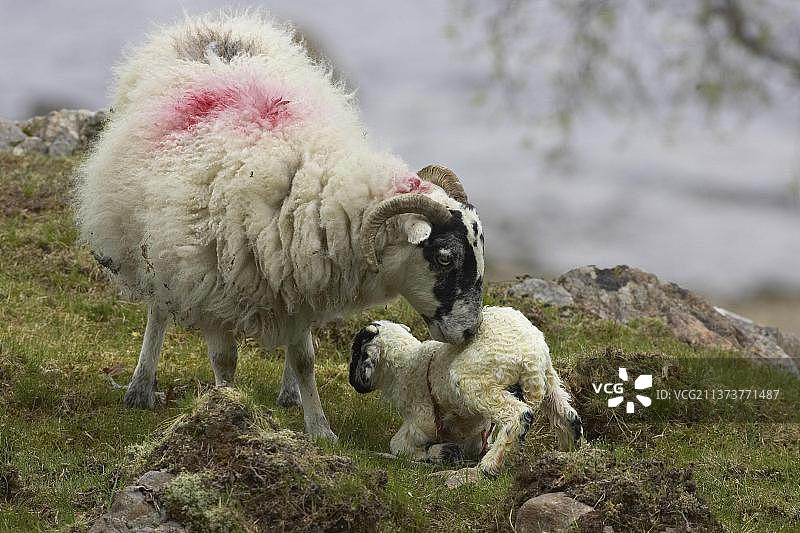 家养绵羊，苏格兰黑脸，羊羔的出生，母羊帮助羊羔站立，马尔岛，苏格兰，春天图片素材