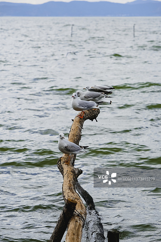 捞鱼河的海鸥图片素材