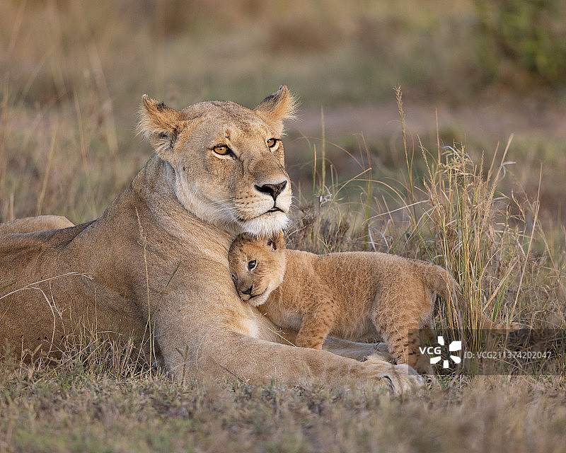 肯尼亚马赛马拉，母狮子和幼崽依偎在一起图片素材